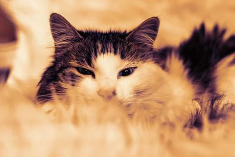 Cat night mood Stock Photos