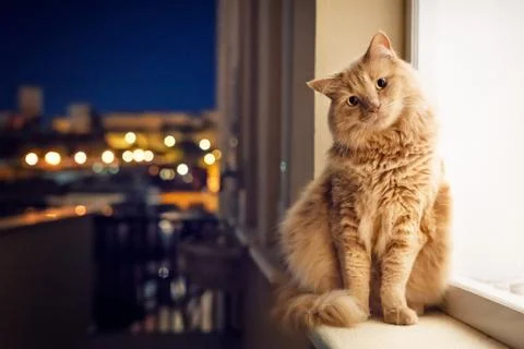 Cat in the night Stock Photos