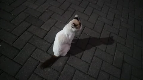 Cat at night with shadow Foto stock