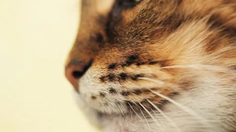 Cat nose macro Stock Footage 11131985
