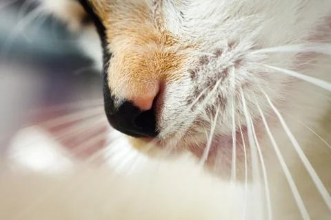 Cat nose 스톡 사진