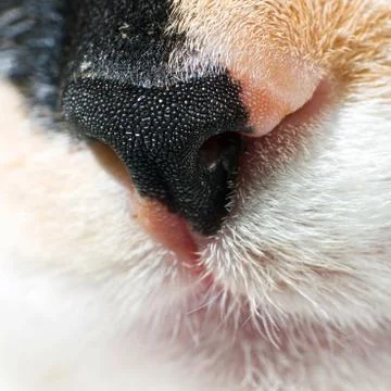 Cat nose Fotos Stock