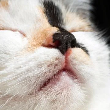 Cat nose Stock Photos