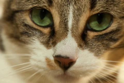 Cat nose Stock Photos