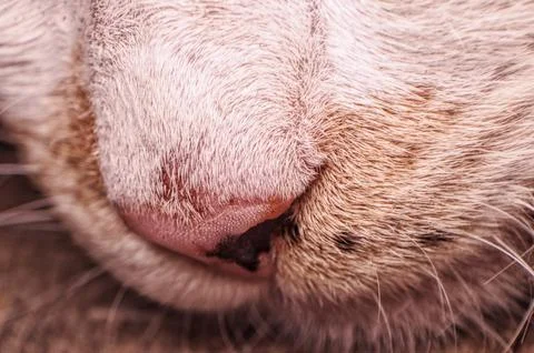 Cat nose Stock Photos