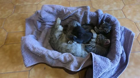 Cat nursing five kittens Vídeo Stock 239945101