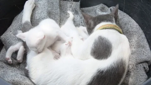 Cat nursing her kittens The cat feeds a kittens Thai cat Stock Footage 83800138