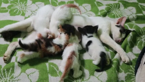 The cat is nursing her kittens Stock Footage 233545537