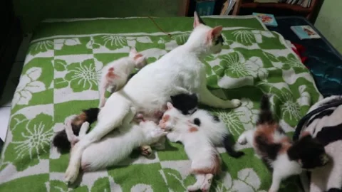 The cat is nursing her kittens Stock Footage 233545538