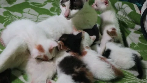 The cat is nursing her kittens Stock Footage 233545561
