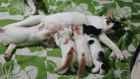 The cat is nursing her kittens Stock Footage 233545567
