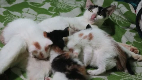 The cat is nursing her kittens Stock Footage 233545574