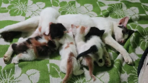 The cat is nursing her kittens Stock Footage 233545580