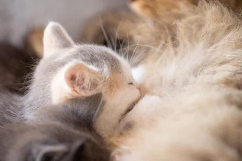 Cat nursing kittens Stock Photos