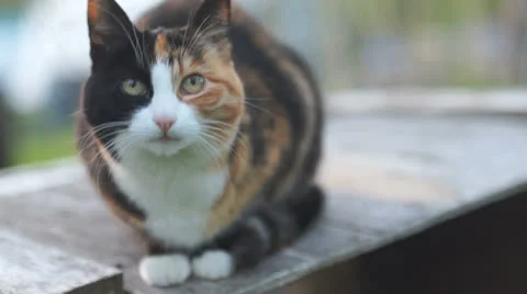 Cat observe you Stock Footage 25603943