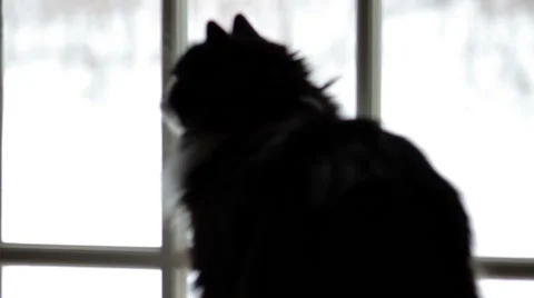 Cat Observes Snow Through Window Rack Focus Stock Footage 47245367