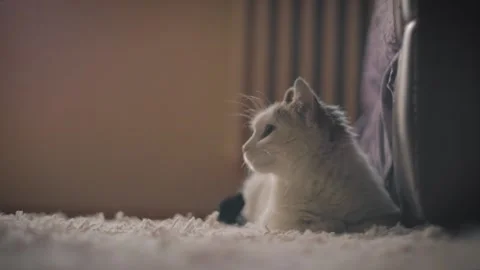 Cat Observing Its Surroundings Stock Footage 200215135