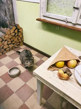 Cat Observing Mouse on Table with Apples in Rustic Kitchen Stock Photos
