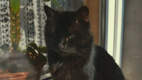 Cat observing near window with sun. Kitten sitting on window and watching Stock Footage 72752119