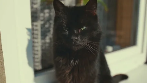 Cat observing near window with sun. Kitten sitting on window and watching Stock Footage 72752463
