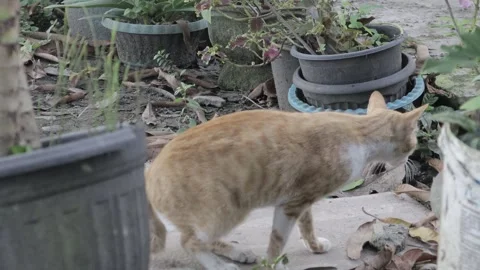 The cat is observing the situation Stock Footage 249247138