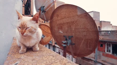 Cat observing the view of the roof of an old building Stock Footage 160764257