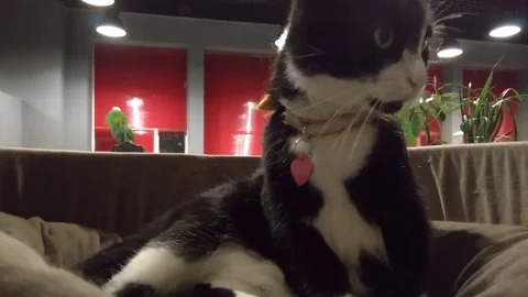 Cat in office is washing itself 스톡 동영상 98217150
