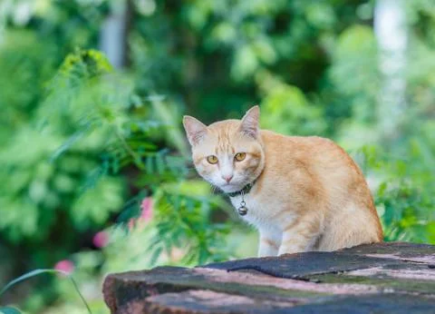 Cat on old brick wall Foto stock