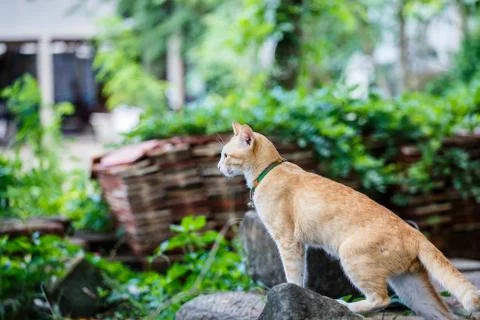 Cat on old brick wall Foto stock