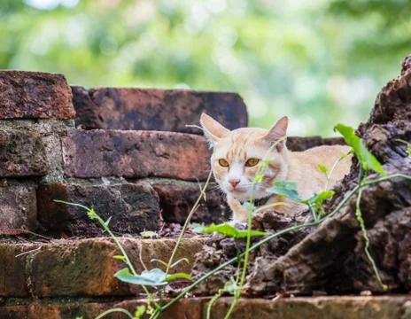 Cat on old brick wall 写真素材
