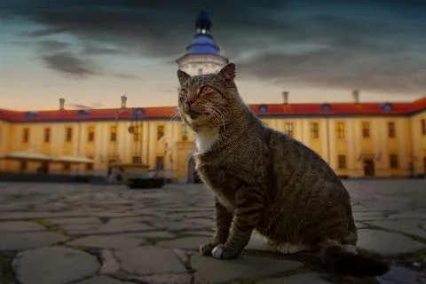 The cat in the old castle. 스톡 사진