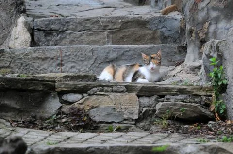 Cat on old steps Stock Photos