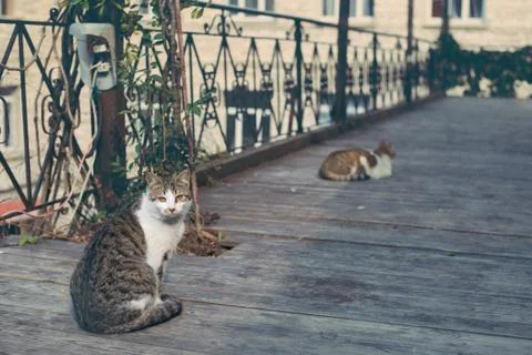 A cat in the old town. Foto stock