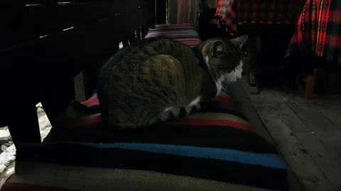 Cat in old village interior Stock Footage 82317711