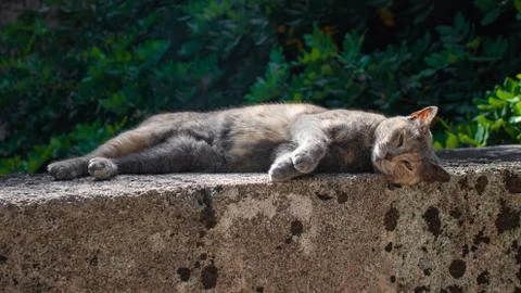 Cat on an old wall Stock Photos