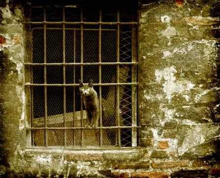 Cat in a old window Stock Illustration