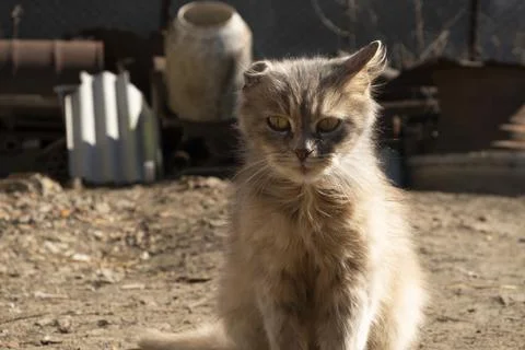 Cat with one ear basking in the sun 스톡 사진