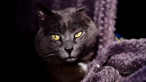 Cat with one ear Stock Footage 99182603