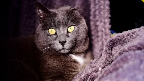 Cat with one ear Stock Footage 99182820