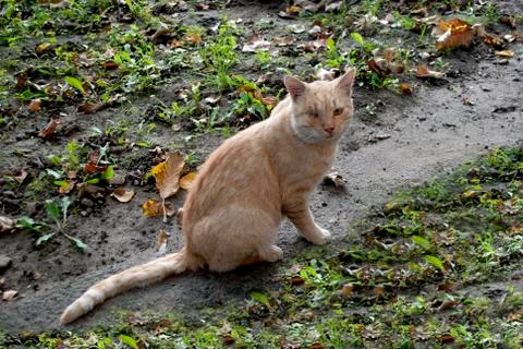 Cat with one eye Stock Photos
