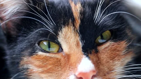 The cat opens and closes its eyes . A sleepy cat. A pet. Pet at the window. A Stock Footage 150065470