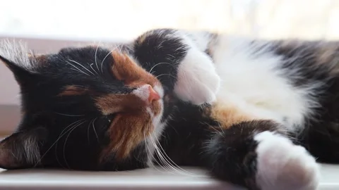 The cat opens and closes its eyes . A sleepy cat. A pet. Pet at the window. A Video stock 154894115