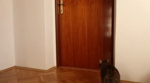 Cat opens the door Stock Footage 45319803