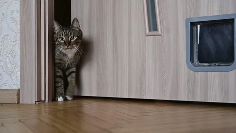 The cat opens the door with its paw and enters the room Stock Footage 234229462
