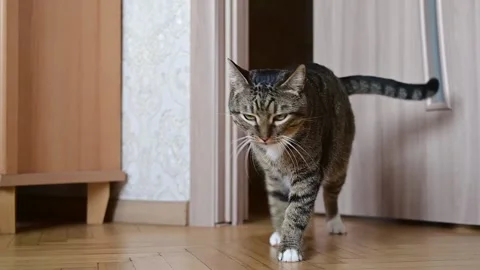 The cat opens the door with its paw and enters the room Stock Footage 234229464