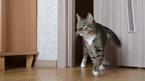 The cat opens the door with its paw and enters the room Stock Footage 234229495