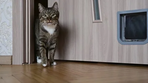 The cat opens the door with its paw and enters the room Stock Footage 234229500
