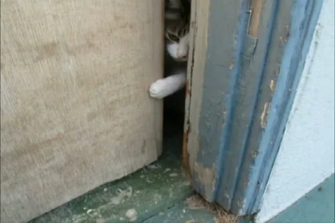 Cat Opens Garage Door With Paw and Walks Past Camera Stock Footage 33963714