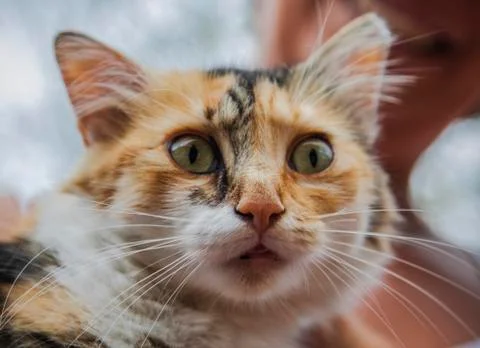 A cat opens its eyes Stock Photos