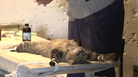 Cat on the operating table. Vet Stock Footage 68115635